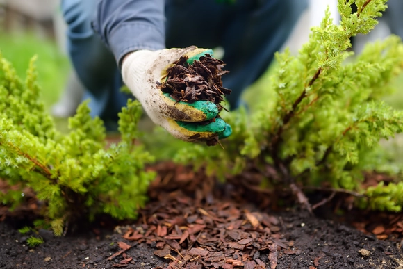 Hand mit Rindenmulch
